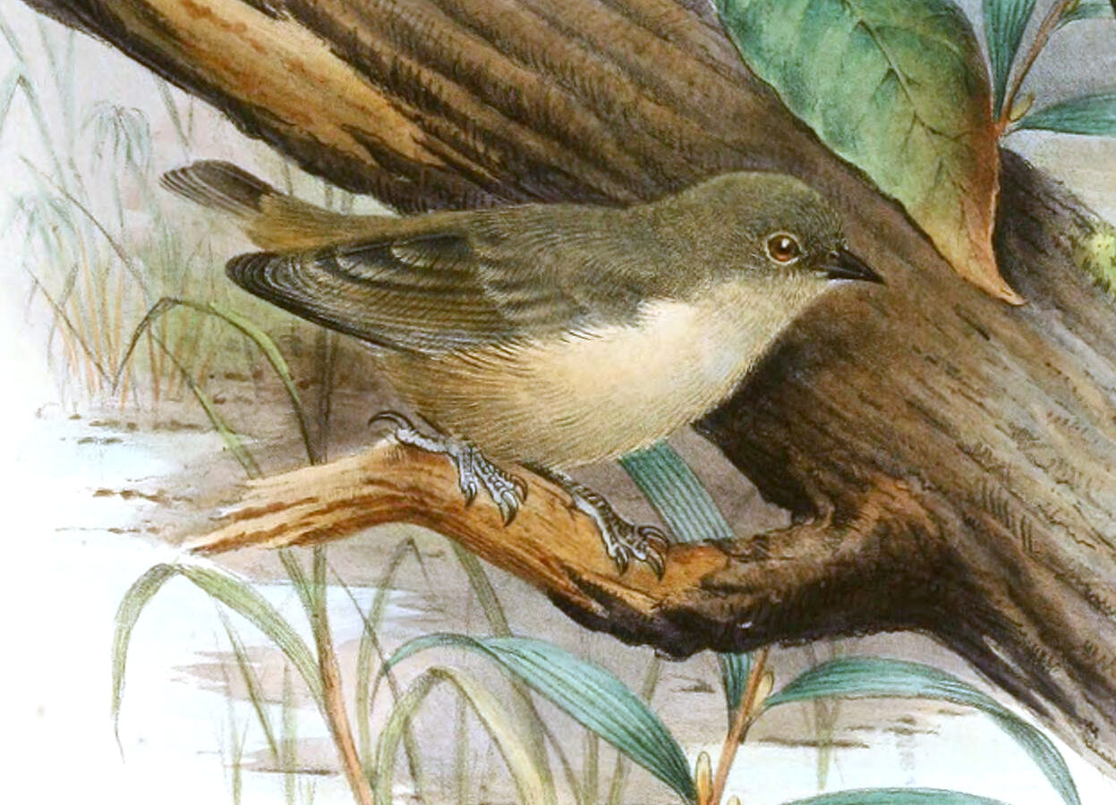 Mouse-colored Penduline Tit