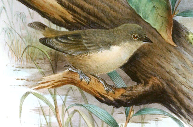 Mouse-colored Penduline Tit