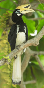 Oriental Pied Hornbill
