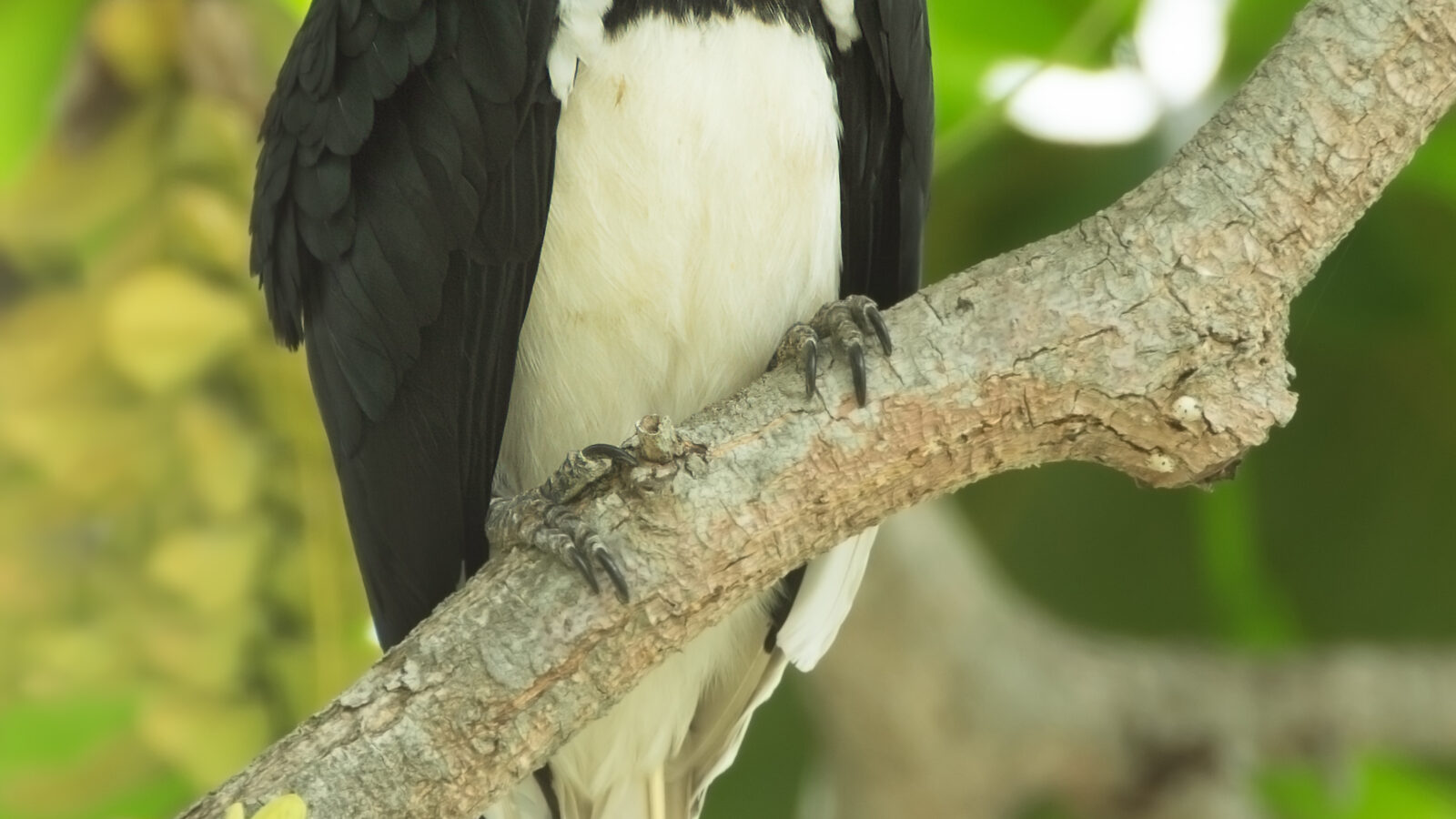Oriental Pied Hornbill