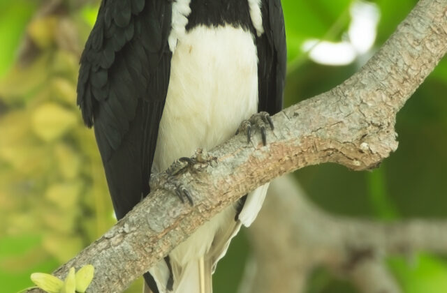 Oriental Pied Hornbill