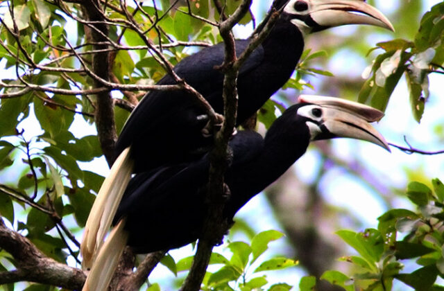 Palawan Hornbill