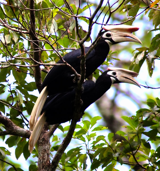 Palawan Hornbill