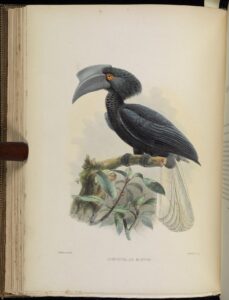 Sulu Hornbill