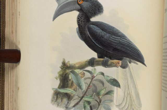 Sulu Hornbill