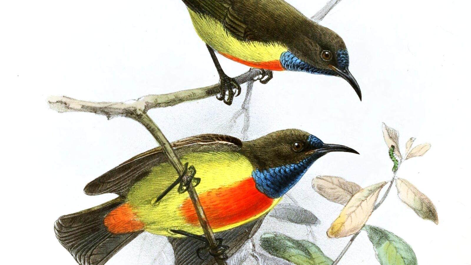 Anchieta’s Sunbird
