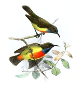 Anchieta’s Sunbird
