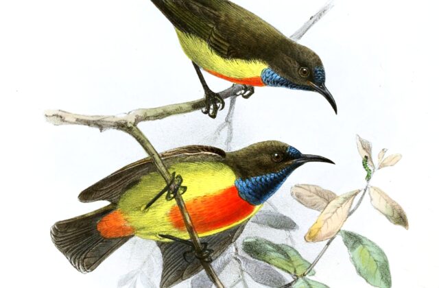 Anchieta’s Sunbird
