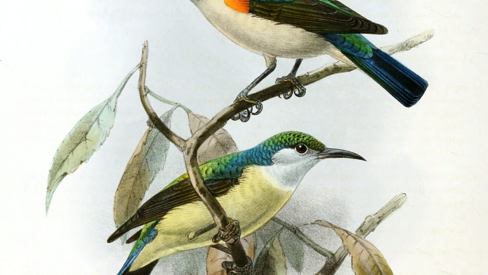 Violet-tailed Sunbird