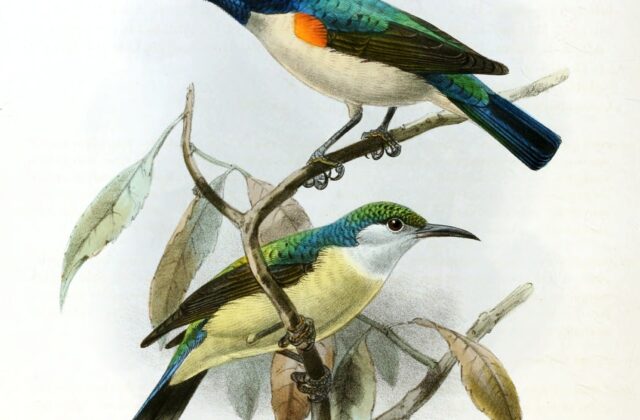 Violet-tailed Sunbird