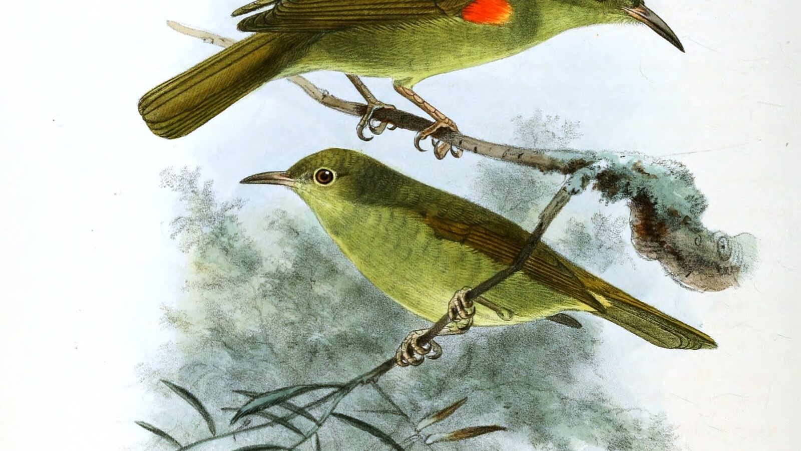 Fraser’s Sunbird