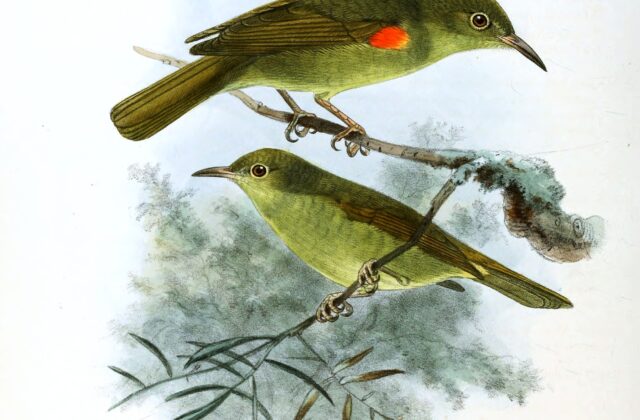 Fraser’s Sunbird