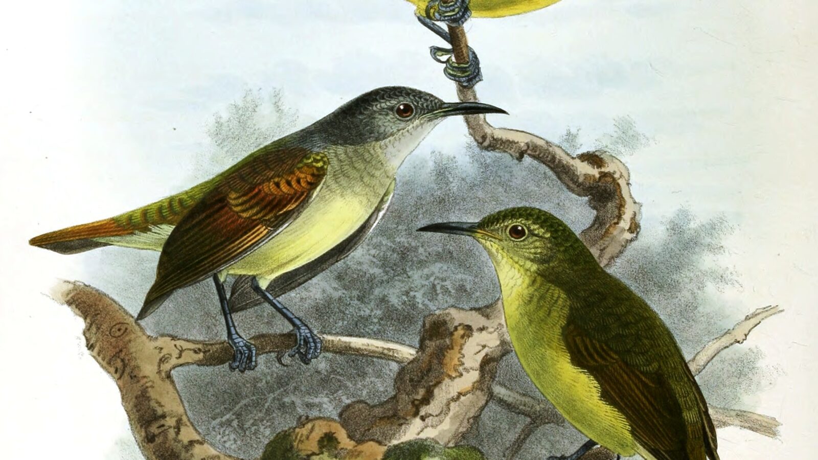 Grey-throated Sunbird
