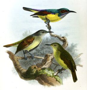 Grey-throated Sunbird