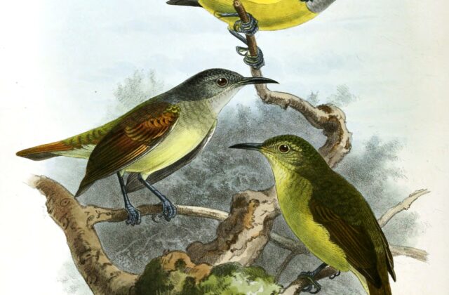 Grey-throated Sunbird