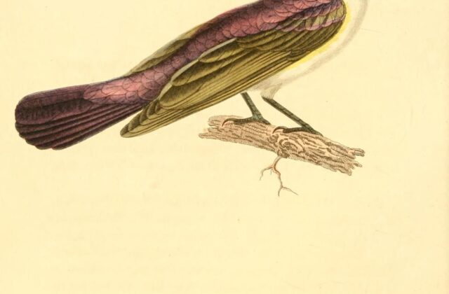 Western Violet-backed Sunbird