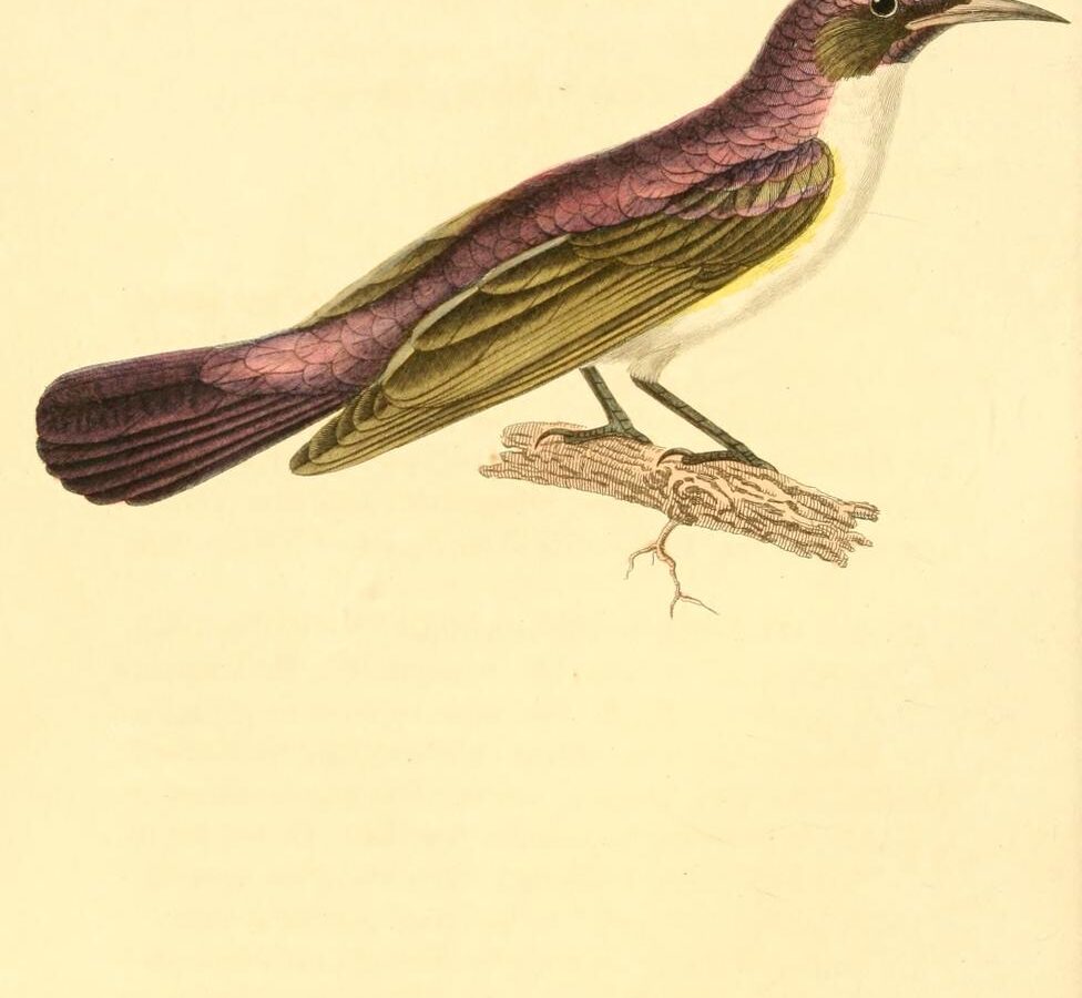 Western Violet-backed Sunbird
