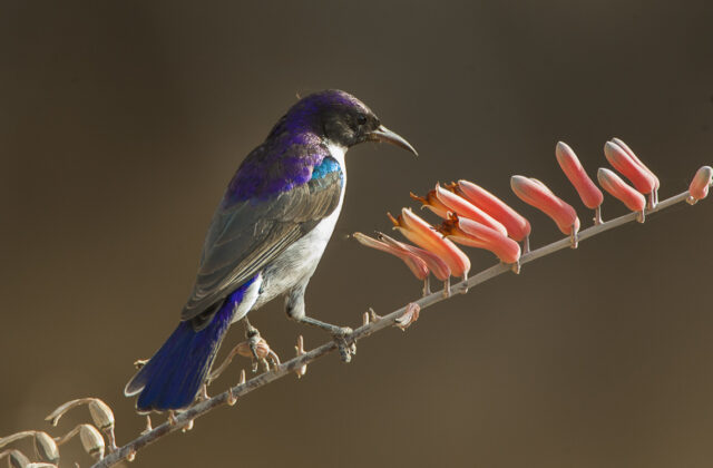 Eastern Violet-backed Sunbird
