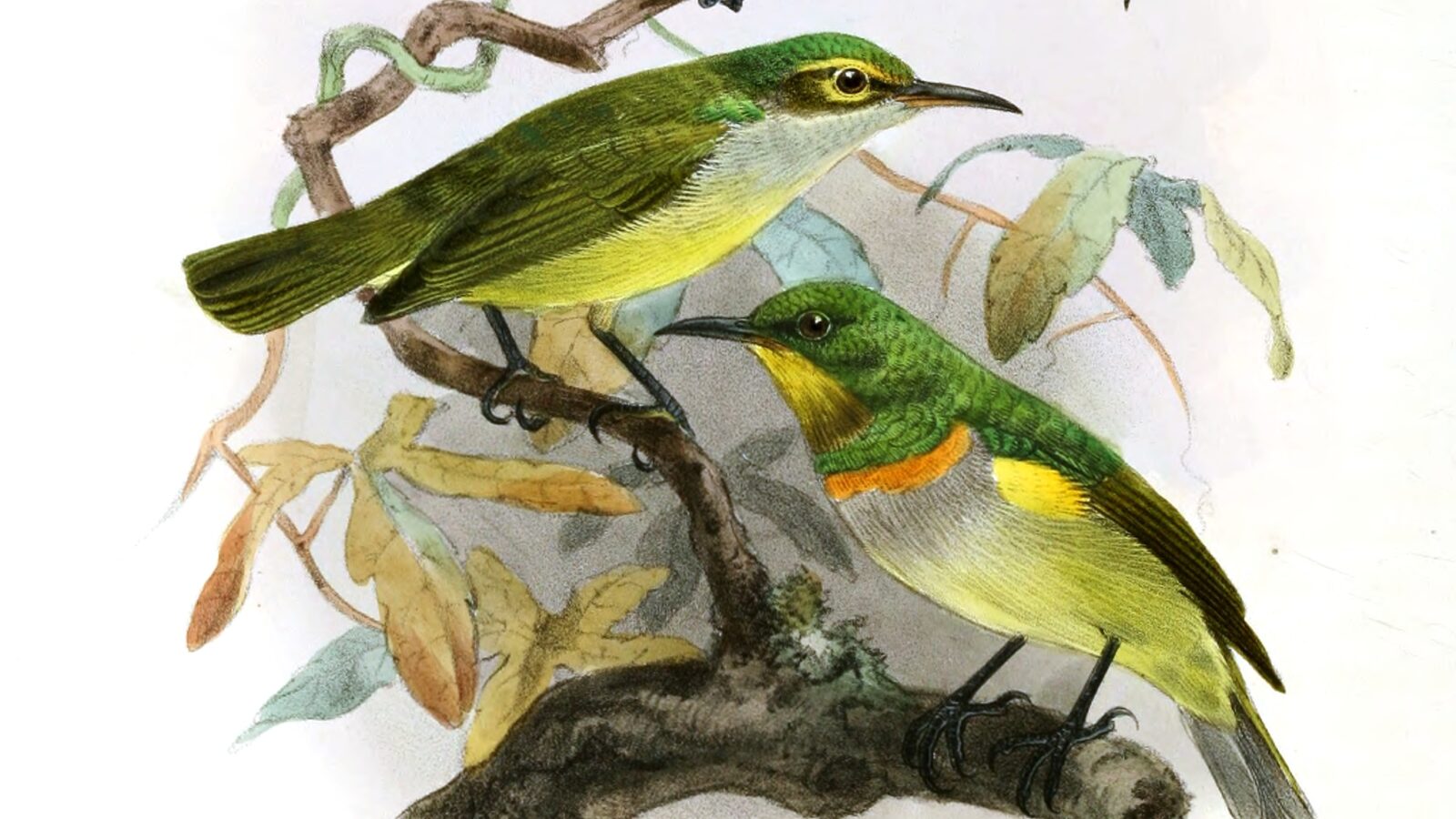 Yellow-chinned Sunbird
