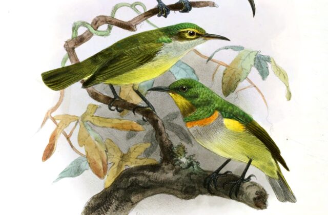 Yellow-chinned Sunbird