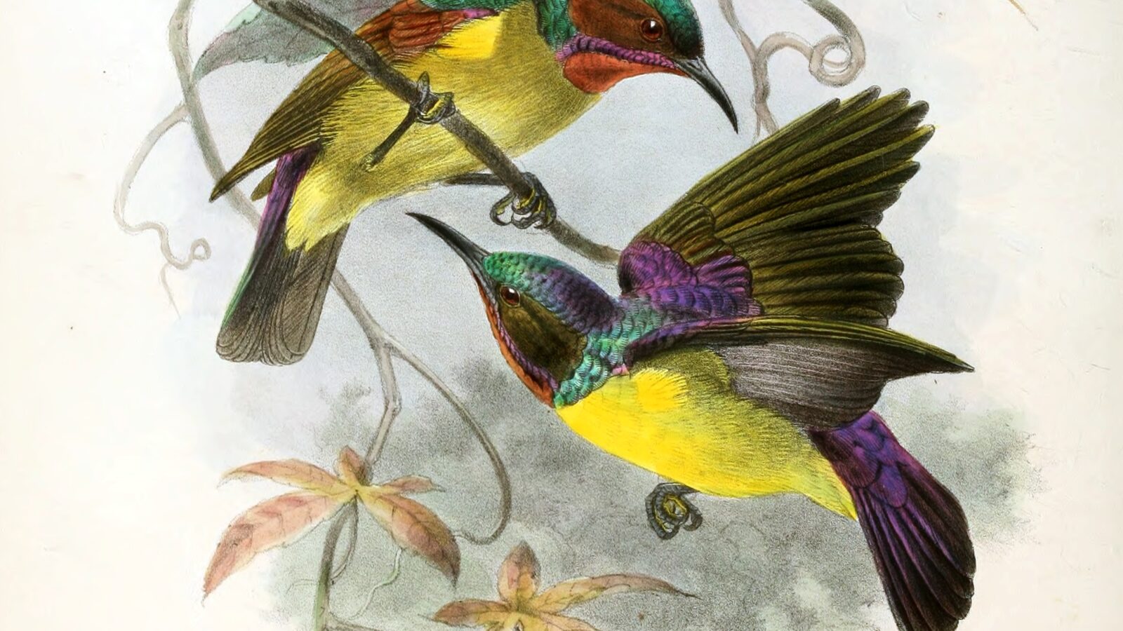 Red-throated Sunbird