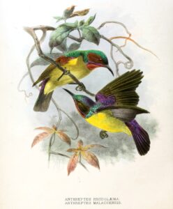 Red-throated Sunbird