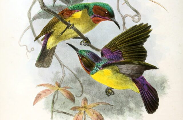 Red-throated Sunbird