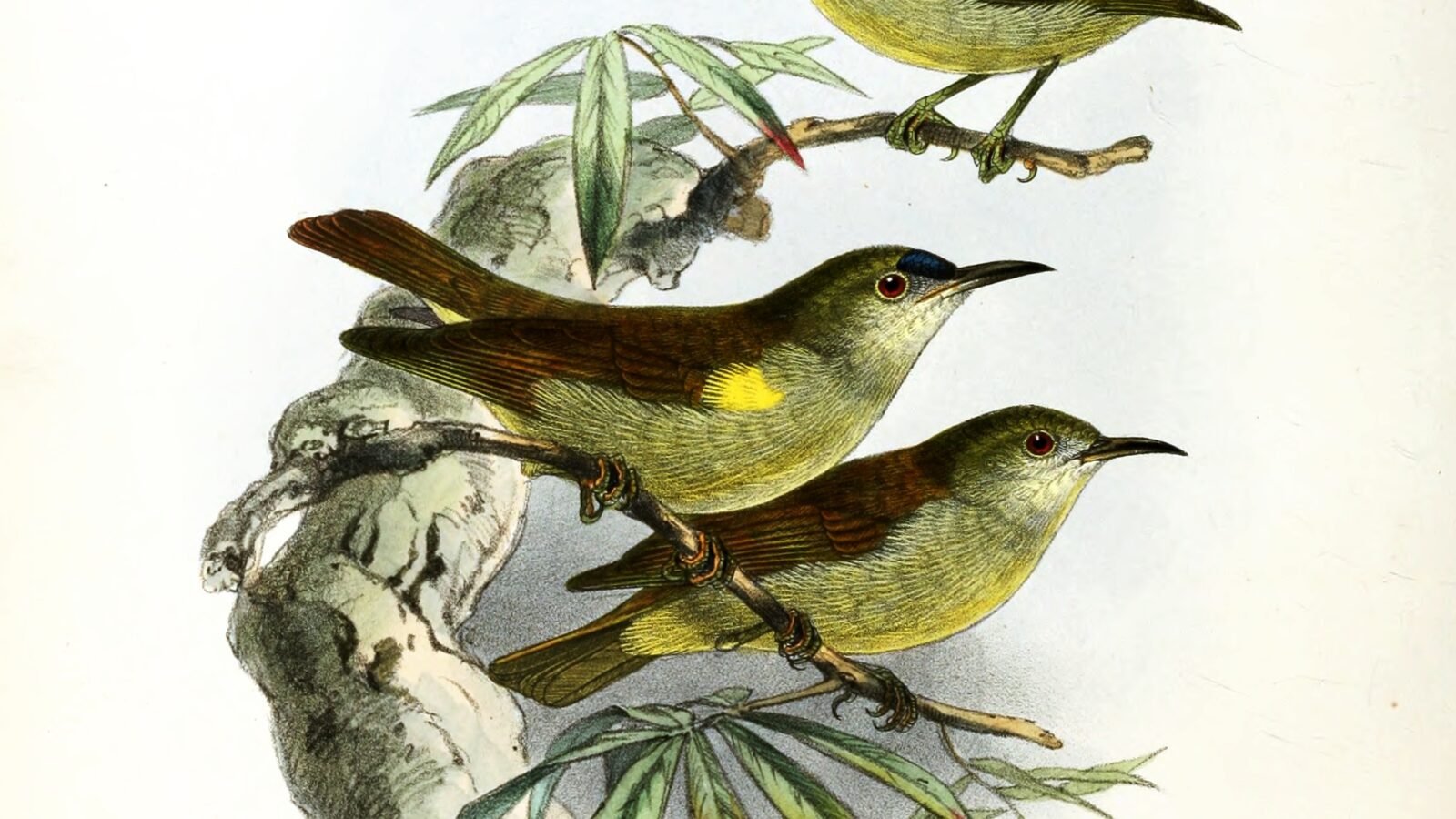 Plain Sunbird