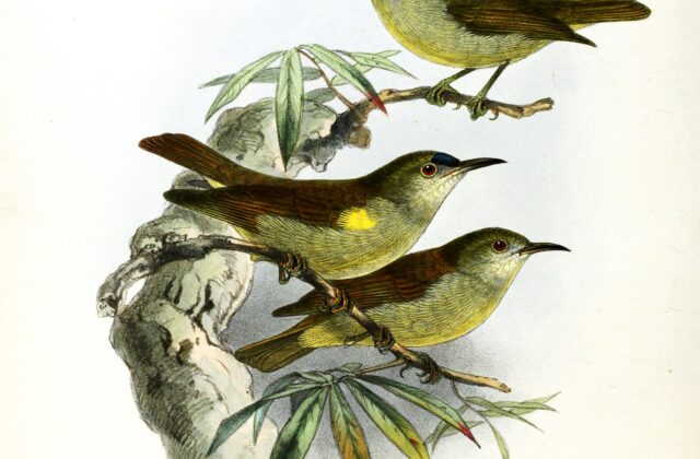 Plain Sunbird