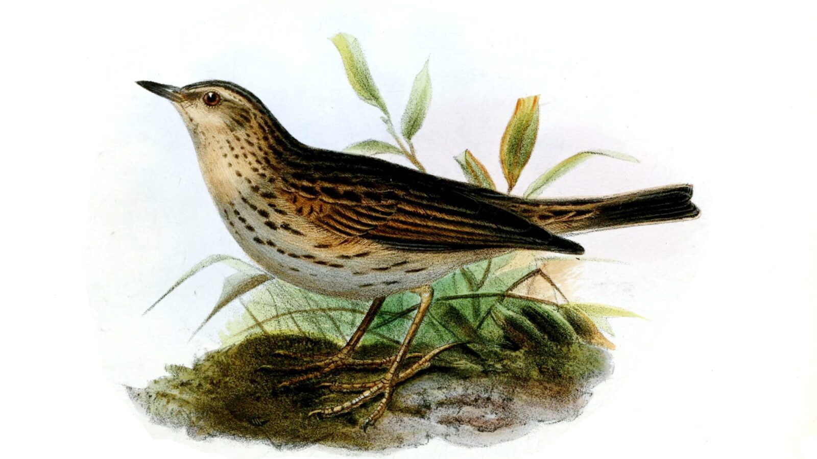Paramo Pipit