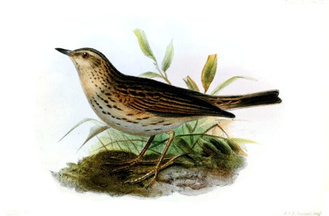 Paramo Pipit