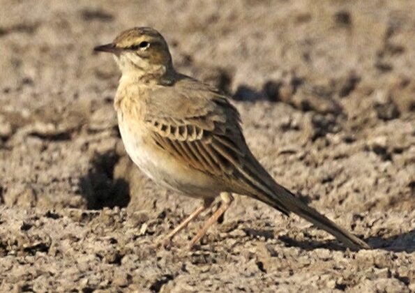 Tawny Pipit