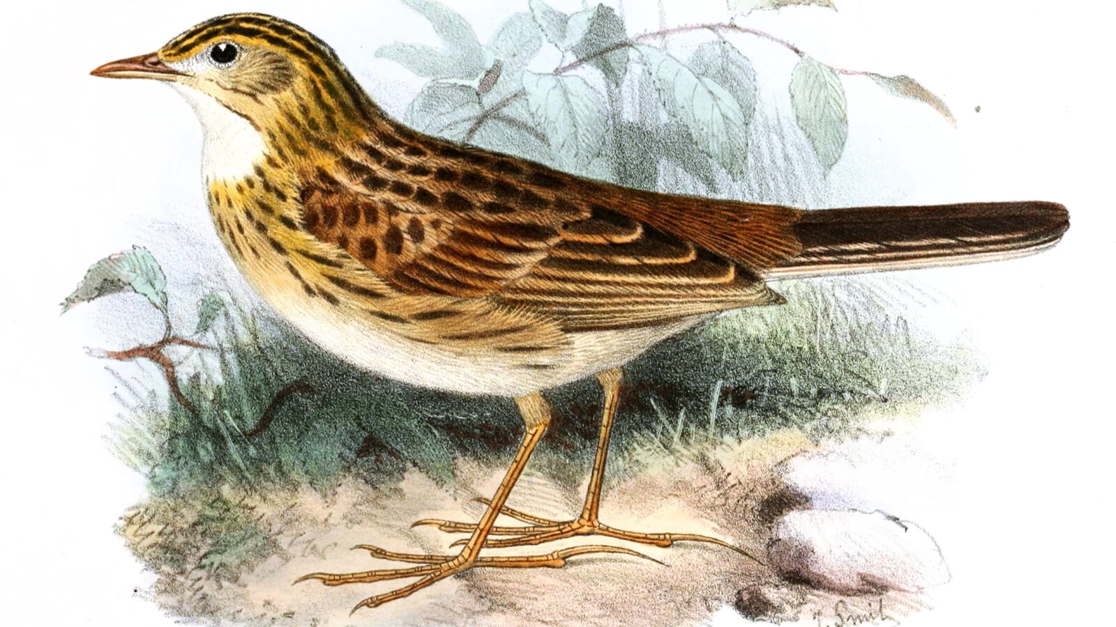 Ochre-breasted Pipit