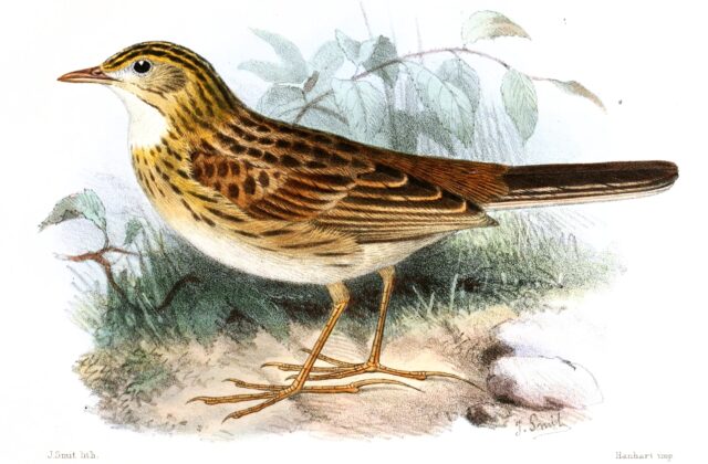 Ochre-breasted Pipit