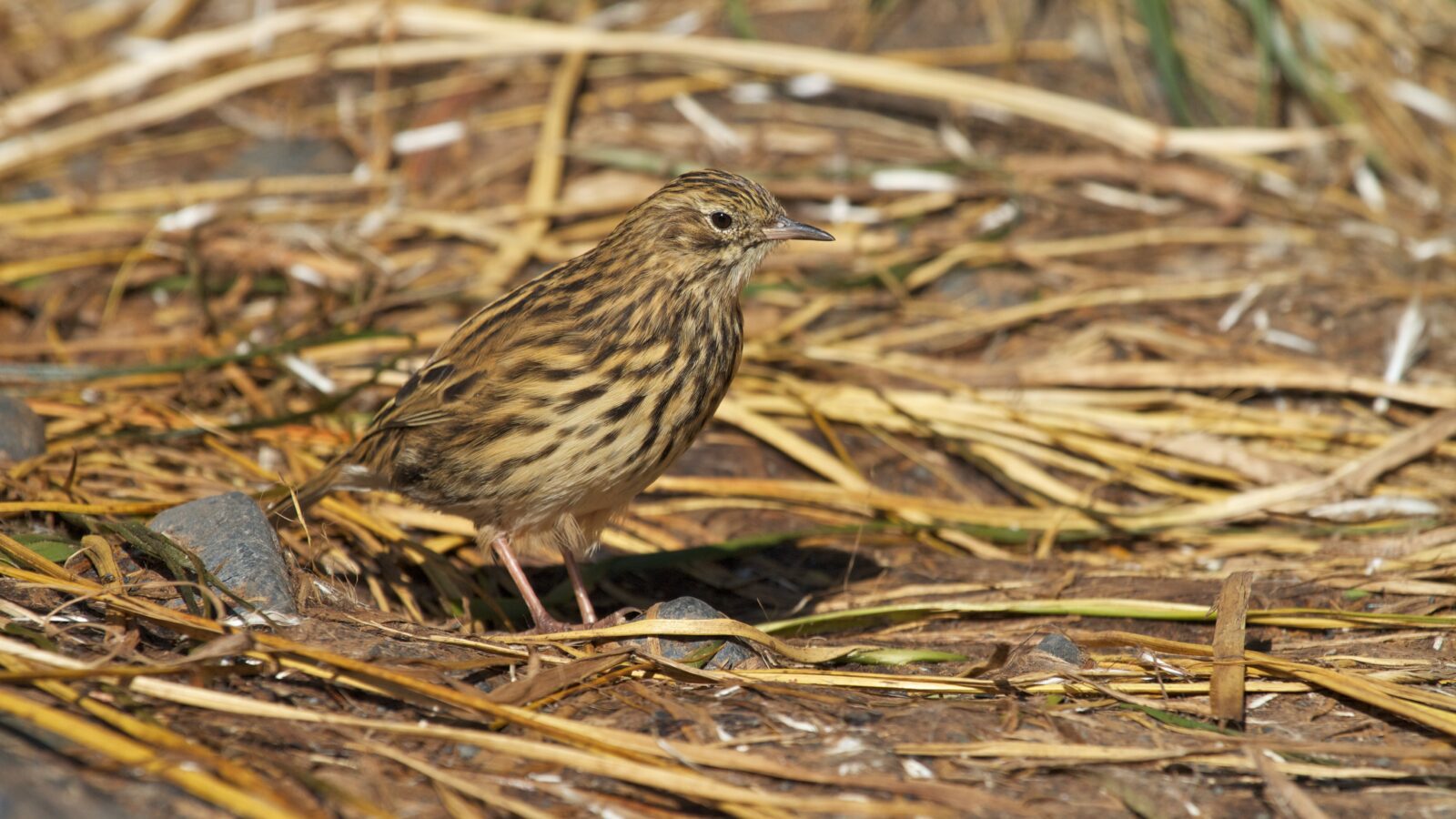 South Georgia Pipit