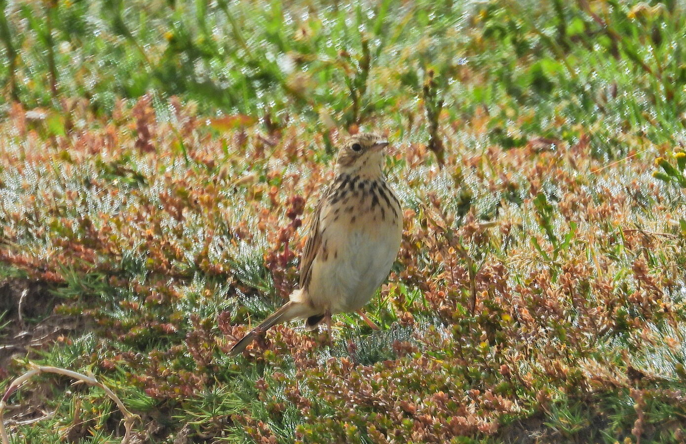 Puna Pipit