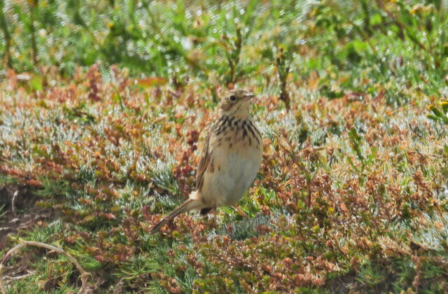 Puna Pipit