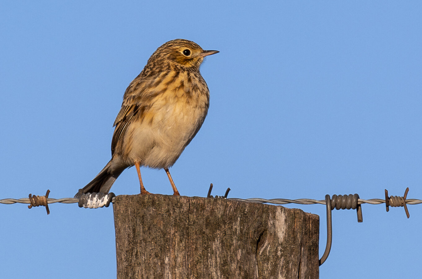 Pampas Pipit