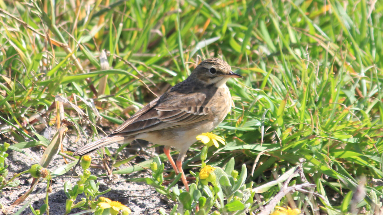 African Pipit