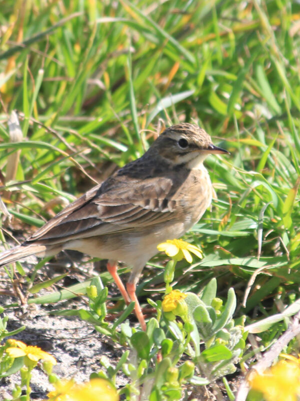 African Pipit