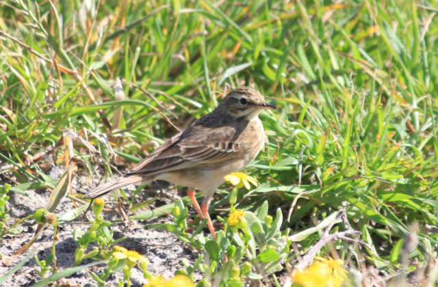 African Pipit