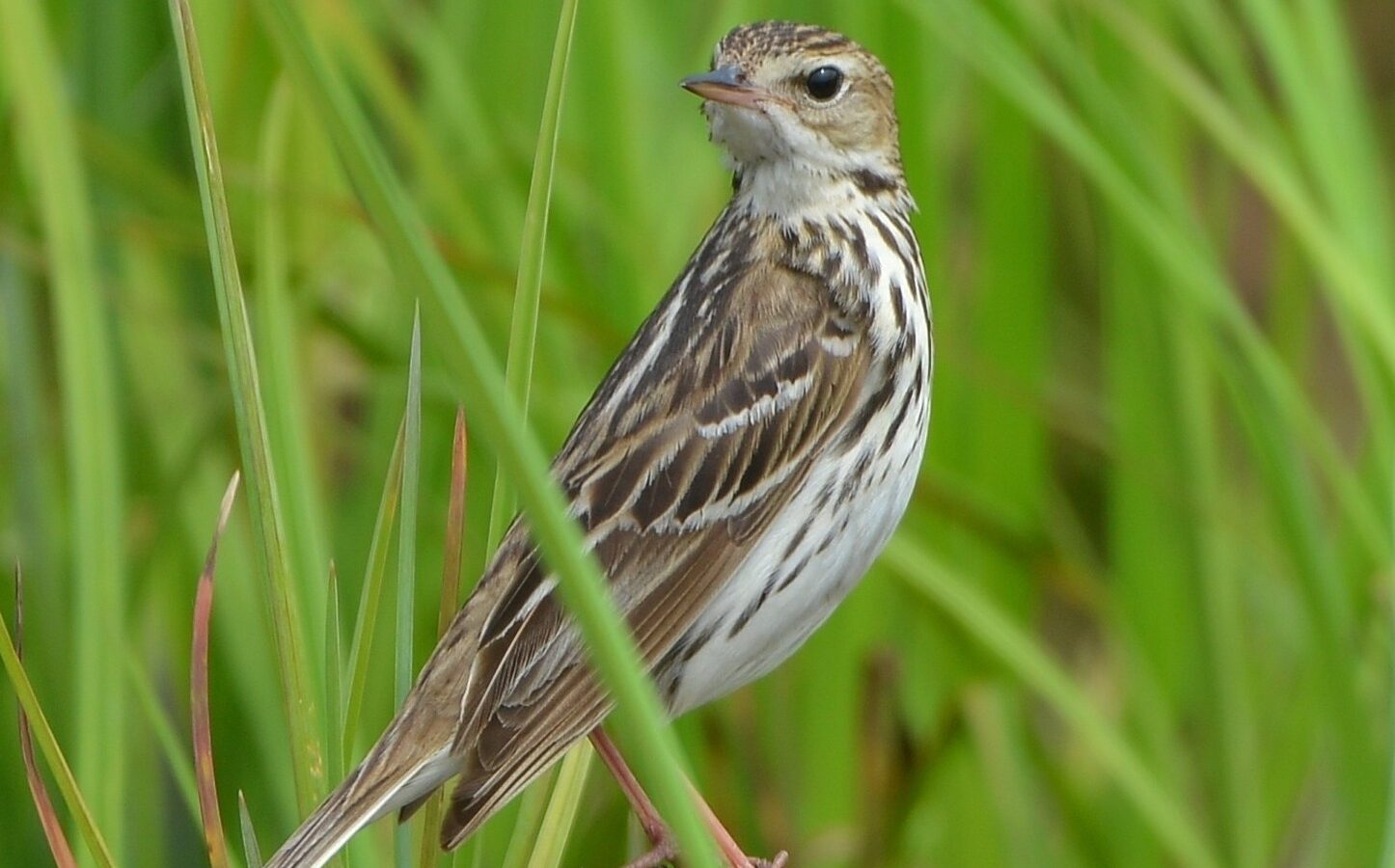 Pechora Pipit
