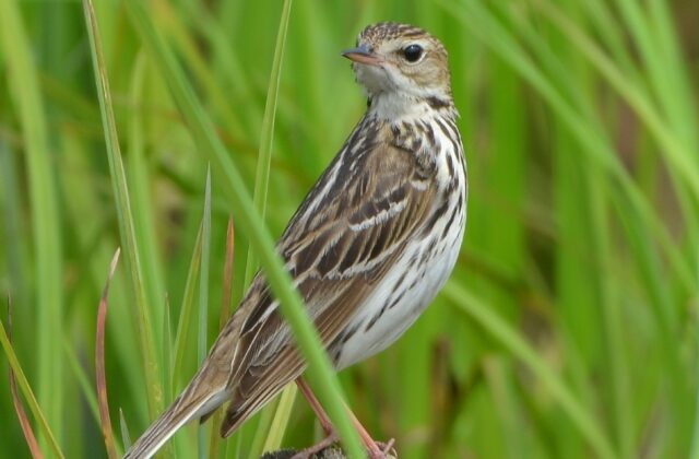 Pechora Pipit