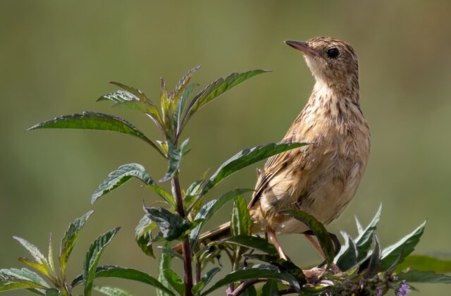 Hellmayr’s Pipit