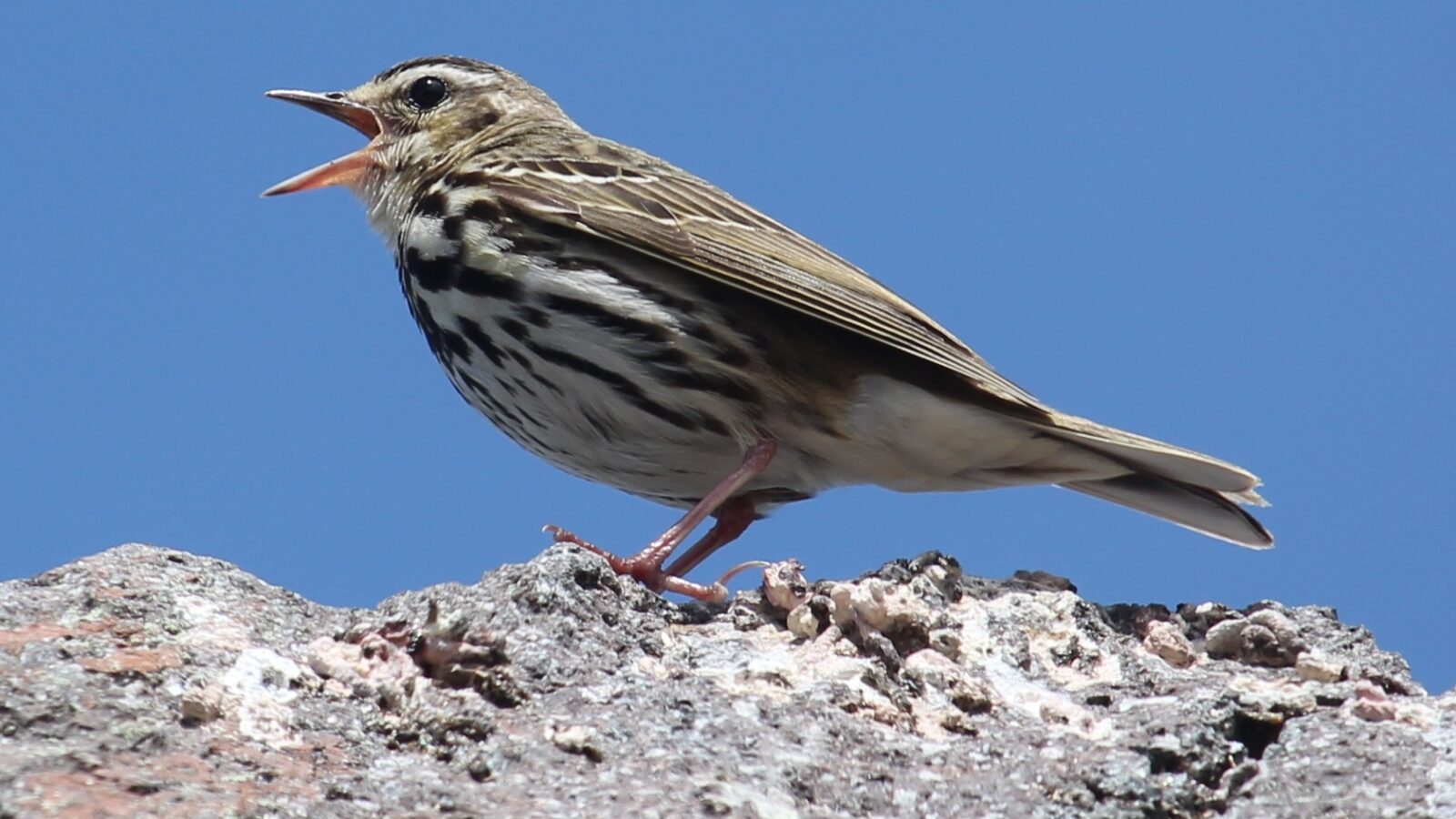 Olive-backed Pipit