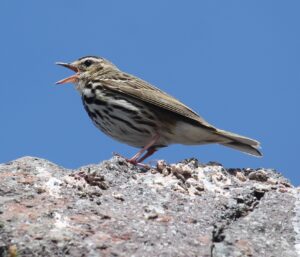 Olive-backed Pipit