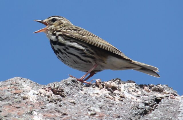Olive-backed Pipit