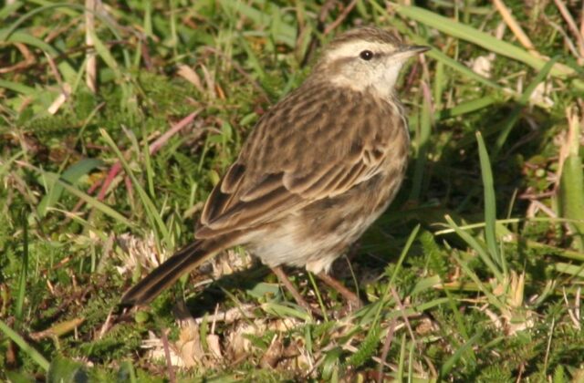 New Zealand Pipit