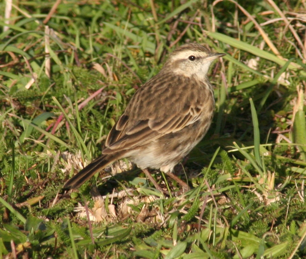 New Zealand Pipit