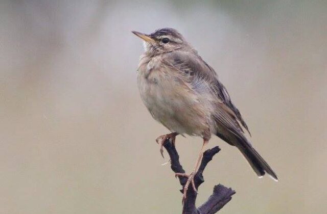 Wood Pipit
